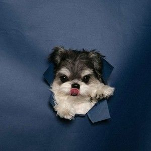 Meet your Posher, Gary